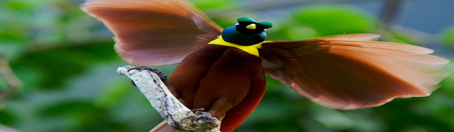 Wilderness lodges