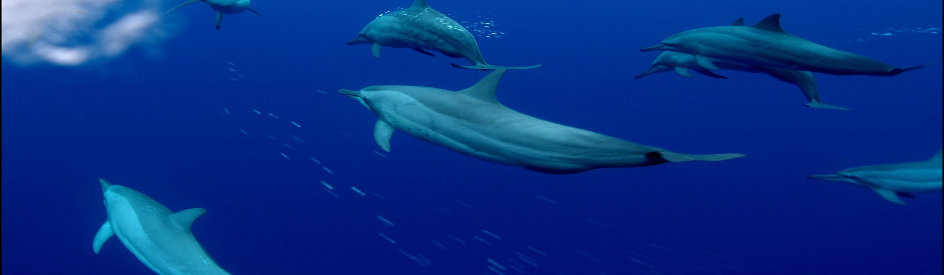 Ocean