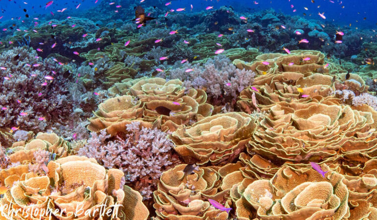 Three days of diving at Tufi Resort
