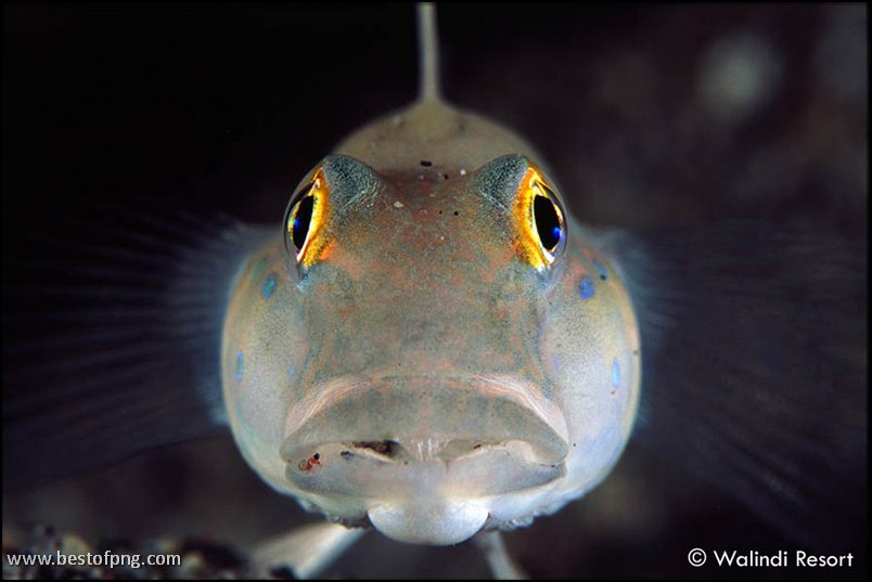 Walindi resort goby face orig
